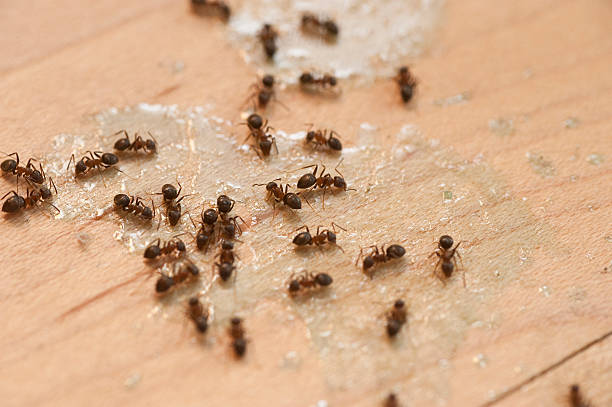 Best Pest Removal Services  in Finley, WA